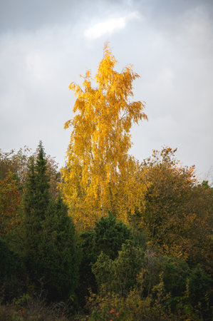 A silver birch tree full of yellow leaves as it rises above the other green treesの写真素材