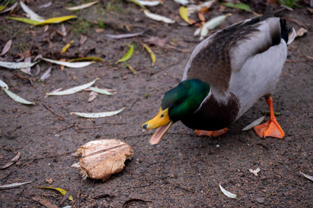 A hungry male mallard duck reaching for a dry piece of breadの写真素材