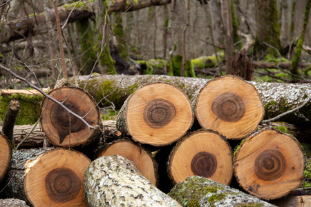 Logs of wood stacked in the forest as part of deforestationの写真素材