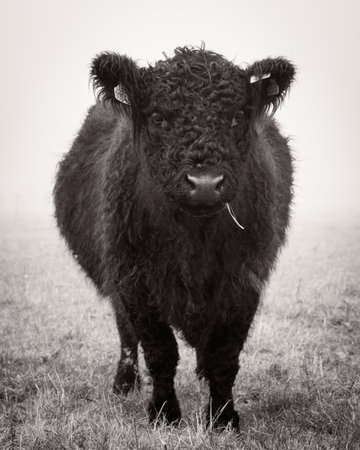 A black galloway cow eating a straw of gras in misty rural pastureの写真素材