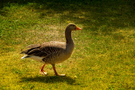Greylag goose guarding during summer in parkの写真素材
