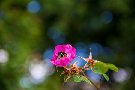 Bumble bee landed inside pink rose flower against blurred background with copy spaceの写真素材