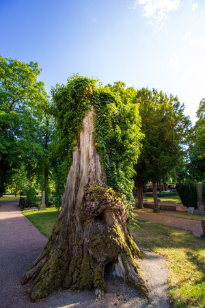 Old oak tree stump overgrown with fresh green plants in a park in MalmÃ¶ Sweden during summerの写真素材