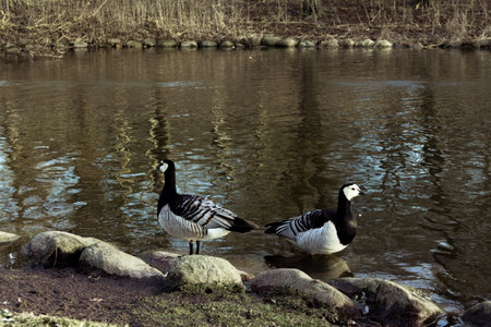 Two barnacle geese standing on rocks close to a pond during winter time in Swedenの写真素材