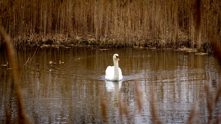 Mute swan swimming in pond surrounded by autumn colored reed during winter in Swedenの写真素材