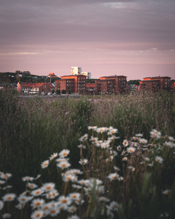 Flowers in overgrown field with the suburbs of Lund Sweden visible in the background during summer sunsetの写真素材