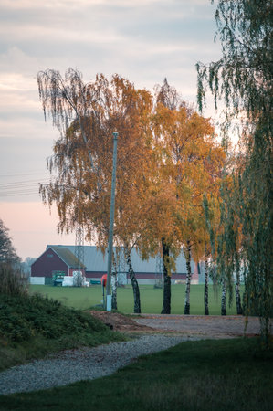 Autumn colored birch trees in rural setting with barn and farmfields outside Lund Swedenの写真素材