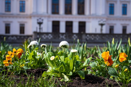 Freshly planted flowers in the park LundagÃ¥rd in Lund Sweden during springtimeの写真素材