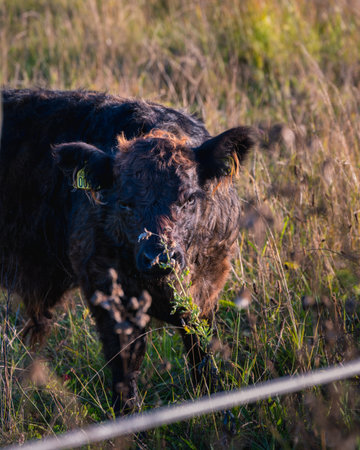 A young black galloway cow looking suspiciously towards the photographerの写真素材
