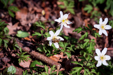 Bee sitting in flower of wood anemone on forest ground during springtimeの写真素材