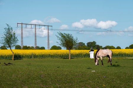 Horse eating grass next to a canola field in full bloom during spring in SkÃ¥ne Swedenの写真素材