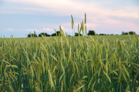 Green crops growing in rural field in SkÃ¥ne Swedenの写真素材