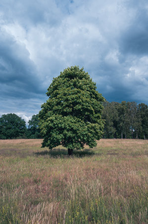 Single tree on field against gloomy dark clouds during summer in Fulltofta Swedenの写真素材