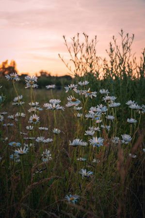 Wild daisies growing on a farm field in SkÃ¥ne Swedenの写真素材
