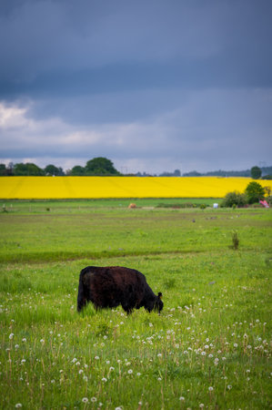 Cow eating grass peacefully on the flat farmlands of SkÃ¥ne Swedenの写真素材