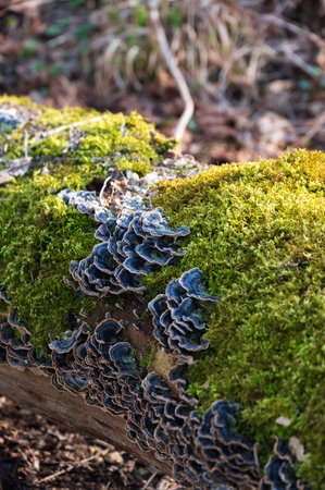Mushrooms growing on a moss covered log in forest in Swedenの写真素材