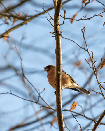 Common chaffinch sitting on a tree branch in spring sunlightの写真素材