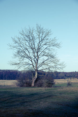Single leafless tree during cold winter day in SkÃ¥ne Swedenの写真素材