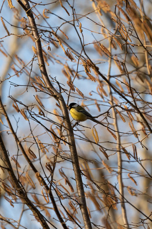 Great tit (Parus Major) sitting on e tree branch in spring sunlightの写真素材