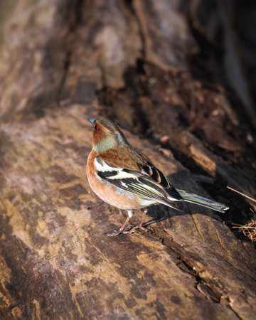 Common chaffinch sitting on a tree log in spring sunlightの写真素材