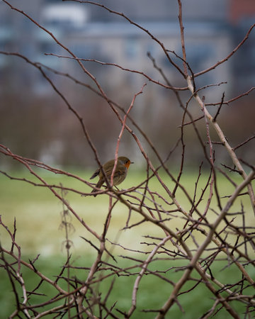 European robin sitting on leafless twigs during winter in Swedenの写真素材