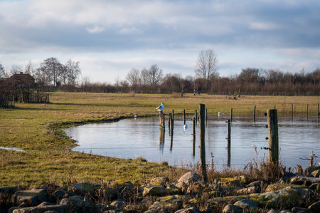 Seagulls on fence poles by lake in winter landscape in SkÃ¥ne Swedenの写真素材