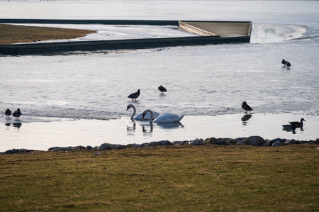 Swans and other water birds on icy lake during winterの写真素材