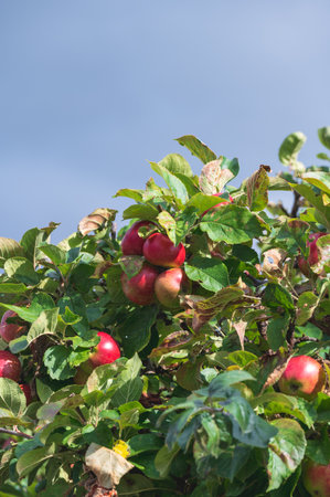 Red apples in apple tree during late summer with copy spaceの写真素材