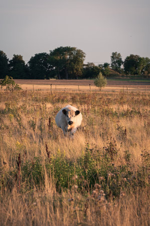 White cow walking in tall grass in pasture during late summer in Swedenの写真素材