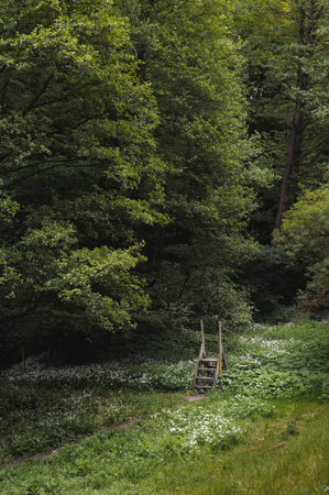 Forest landscape in southern Sweden during springの写真素材