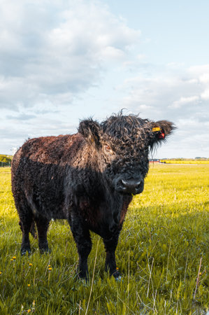 Black Galloway cow with curly fur in summer pastureの写真素材