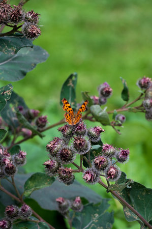 Orange butterfly on thorn like green plantの写真素材