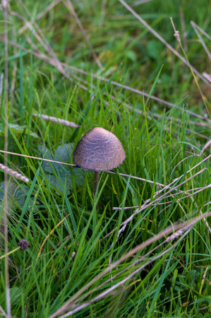 Mushroom growing among wet grass strawsの写真素材