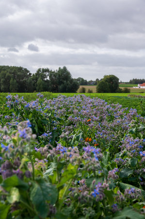 Fresh flower field on flat farmland landscape of SkÃ¥ne Swedenの写真素材