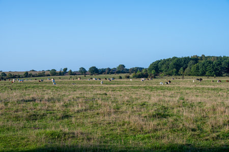 Panoramic view of big herd of cows eating grass in summer pasture in flat farmlands of SkÃ¥ne Swedenの写真素材