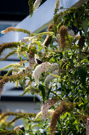 A butterfly has landed in a white flowered bush during summerの写真素材