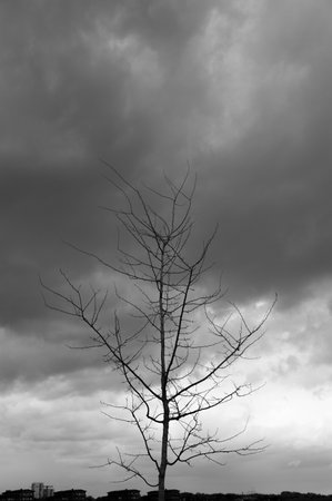 Tree branches with no leaves against dramatic dark sky with cloudsの写真素材