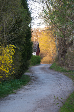 Rural gravel road through spring foliage in SkÃ¥ne Swedenの写真素材