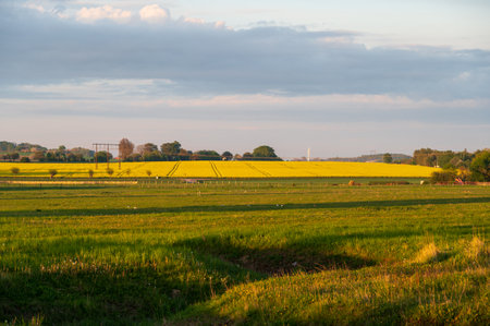 Yellow canola rapeseed flower fields in bloom in the flat farmland landscape of SkÃ¥ne (Scania) Sweden during springの写真素材