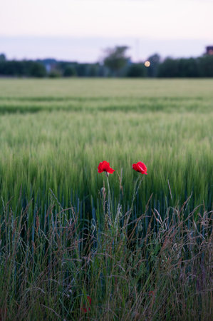 Red poppy flower growing next to a crop farm field in SkÃ¥ne Swedenの写真素材