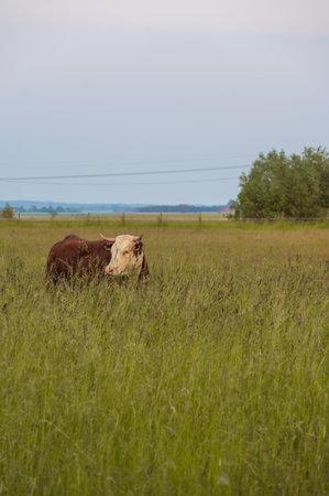 Horned cow standing in tall grass in pasture in SkÃ¥ne Sweden during summerの写真素材