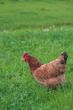 Chicken looking for food in tall grass in a public park during summerの写真素材