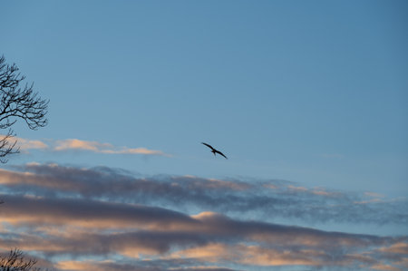 Silhouette of red kite on blue sky with clouds during winter sunset in Swedenの写真素材