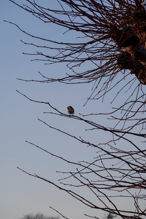 Single great tit bird sitting on branch during winter sunsetの写真素材