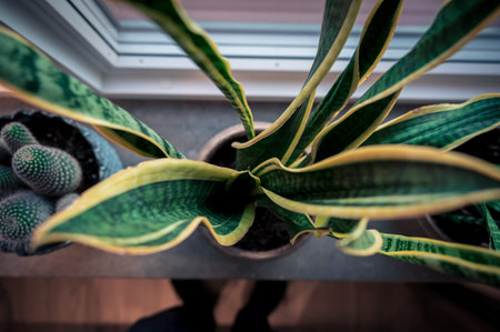 Top down view of snake plant in marble window sill as home decorの写真素材