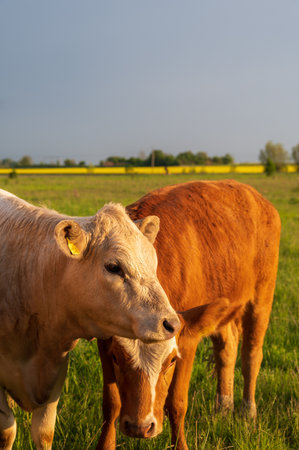 Brown and white cows standing close to eachother in summer pasture in SkÃ¥ne Swedenの写真素材