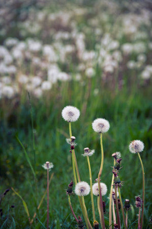 Dandelions that has stopped blooming against green grassの写真素材