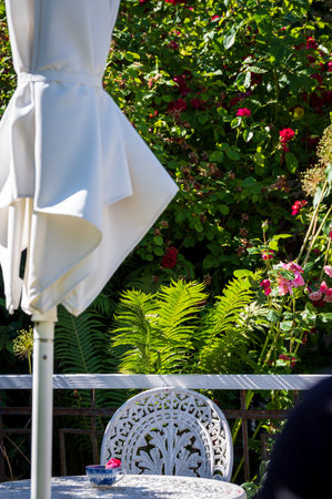 Table chair and parasol in historic summer garden with ferns and roses growing in the backgroundの写真素材