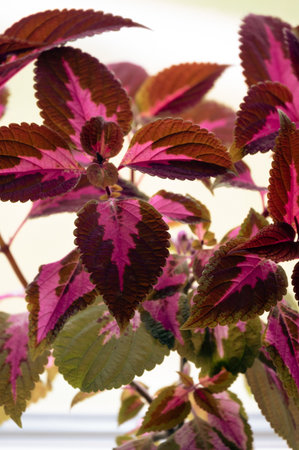Colorful house plant with leaves in pink and redの写真素材