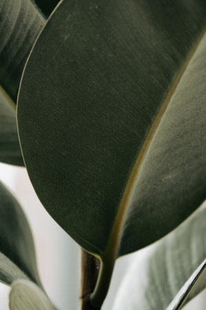 Green house plant closeup structure in abstract wayの写真素材
